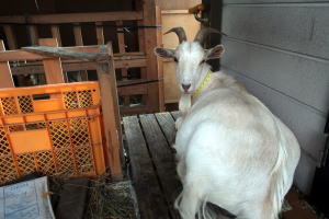 ２０２４年６月のももこ