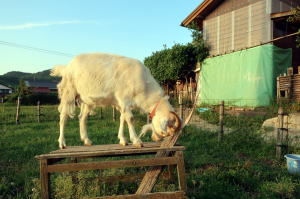 2024年5月のももこ