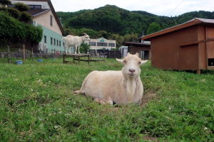 2024年5月のももこ