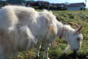 2024年5月のももこ