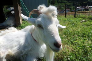 2024年5月のももこ