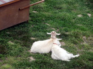 2024年4月のももこ