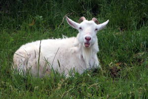 2024年4月のももこ