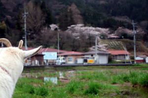 2024年3月のももこ