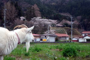 2024年3月のももこ