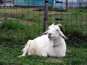 2024年3月のももこ