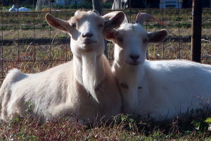 ２０２５年１２月のももこ