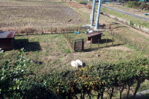 ２０２５年１２月のももこ