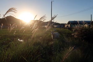 ２０２５年１０月のももこ