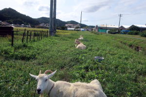 ２０２５年９月のももこ