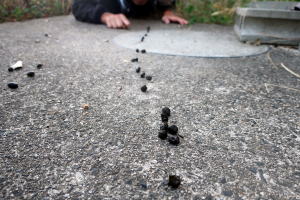 ２０２５年８月のももこ