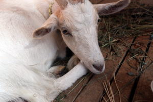 ２０２５年８月のももこ