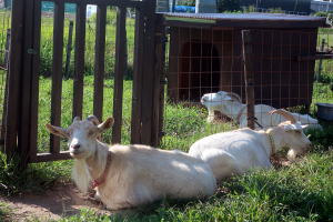 ２０２５年８月のももこ