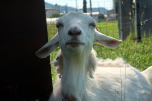 ２０２５年６月のももこ