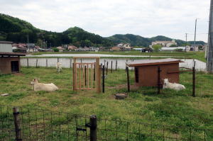 ２０２５年５月のももこ