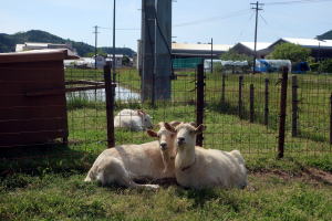 ２０２５年５月のももこ