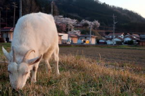 ２０２５年４月のももこ