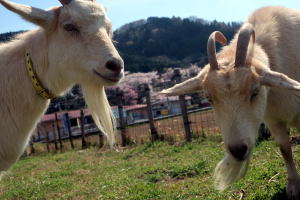 ２０２５年４月のももこ