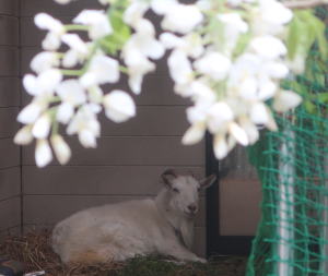 ２０２５年４月のももこ