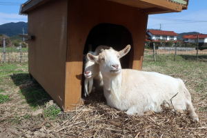 ２０２５年３月のももこ