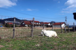 ２０２５年３月のももこ