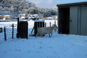 ２０２５年２月のももこ