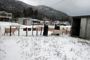 ２０２５年１月のももこ