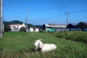 ２０２６年７月のももこ