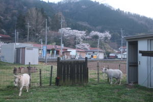 ２０２６年４月のももこ
