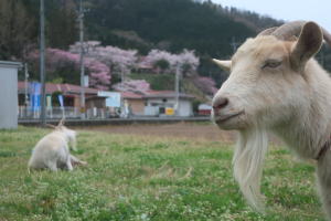 ２０２６年４月のももこ