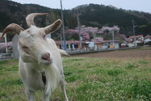２０２６年４月のももこ