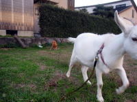 �s���܂���