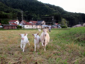 2022年6月のももこ