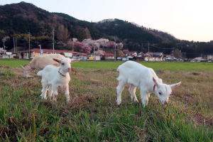 2022年4月のももこ