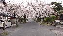 弓原・桜並木道