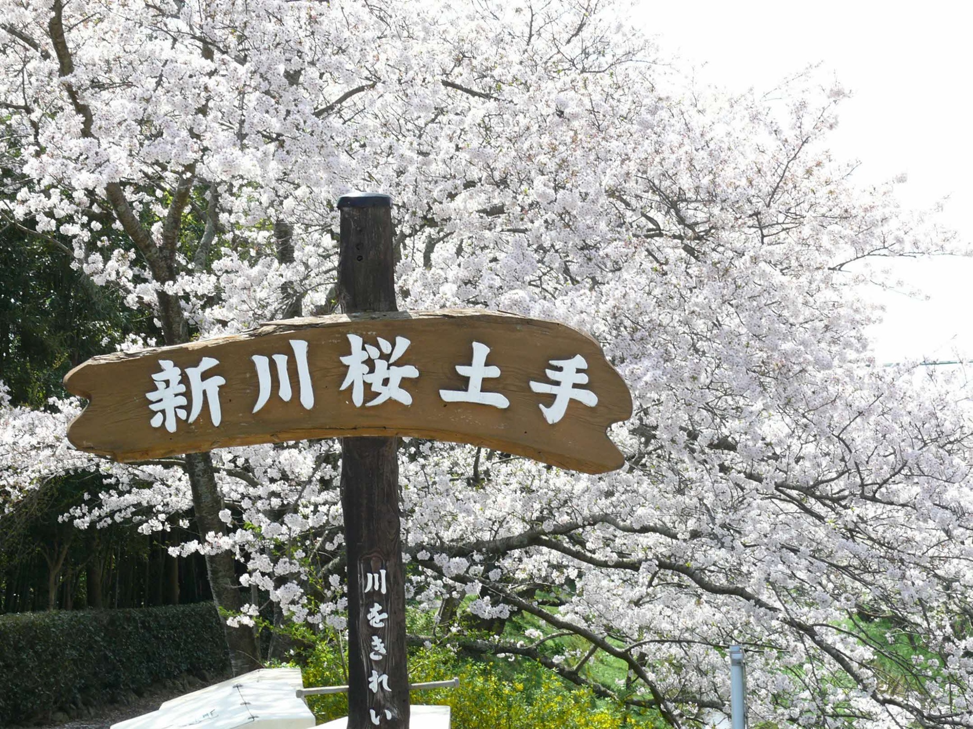 しんかわさくら
