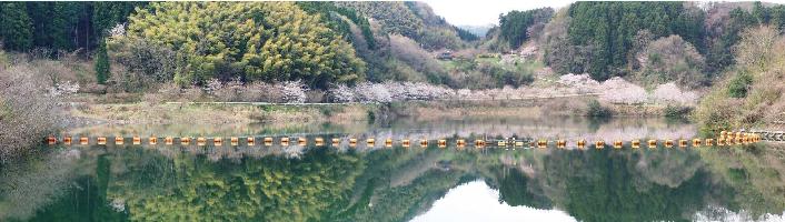 桜景色