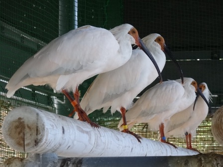 トキの若鳥