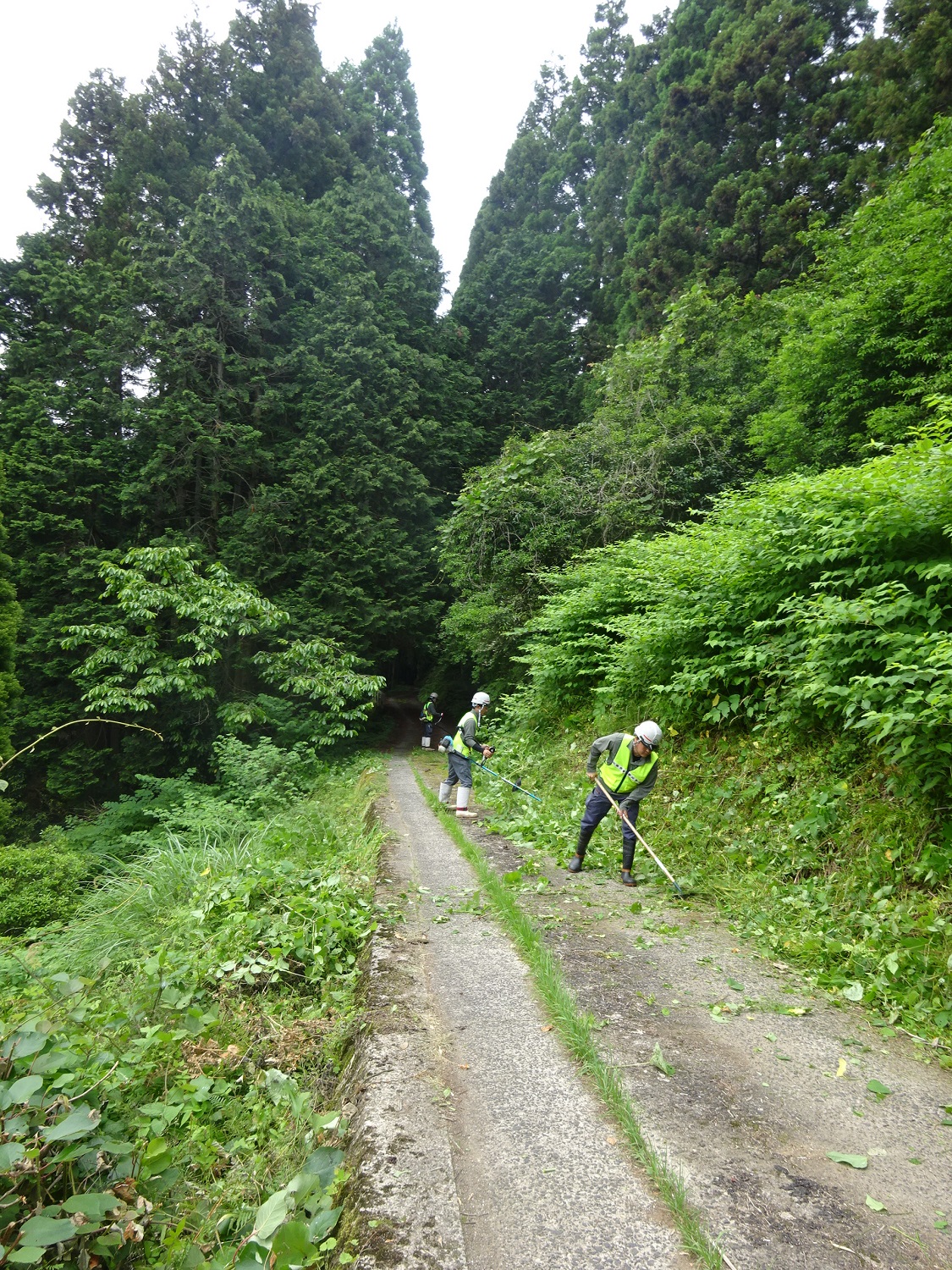 見田原草刈り１