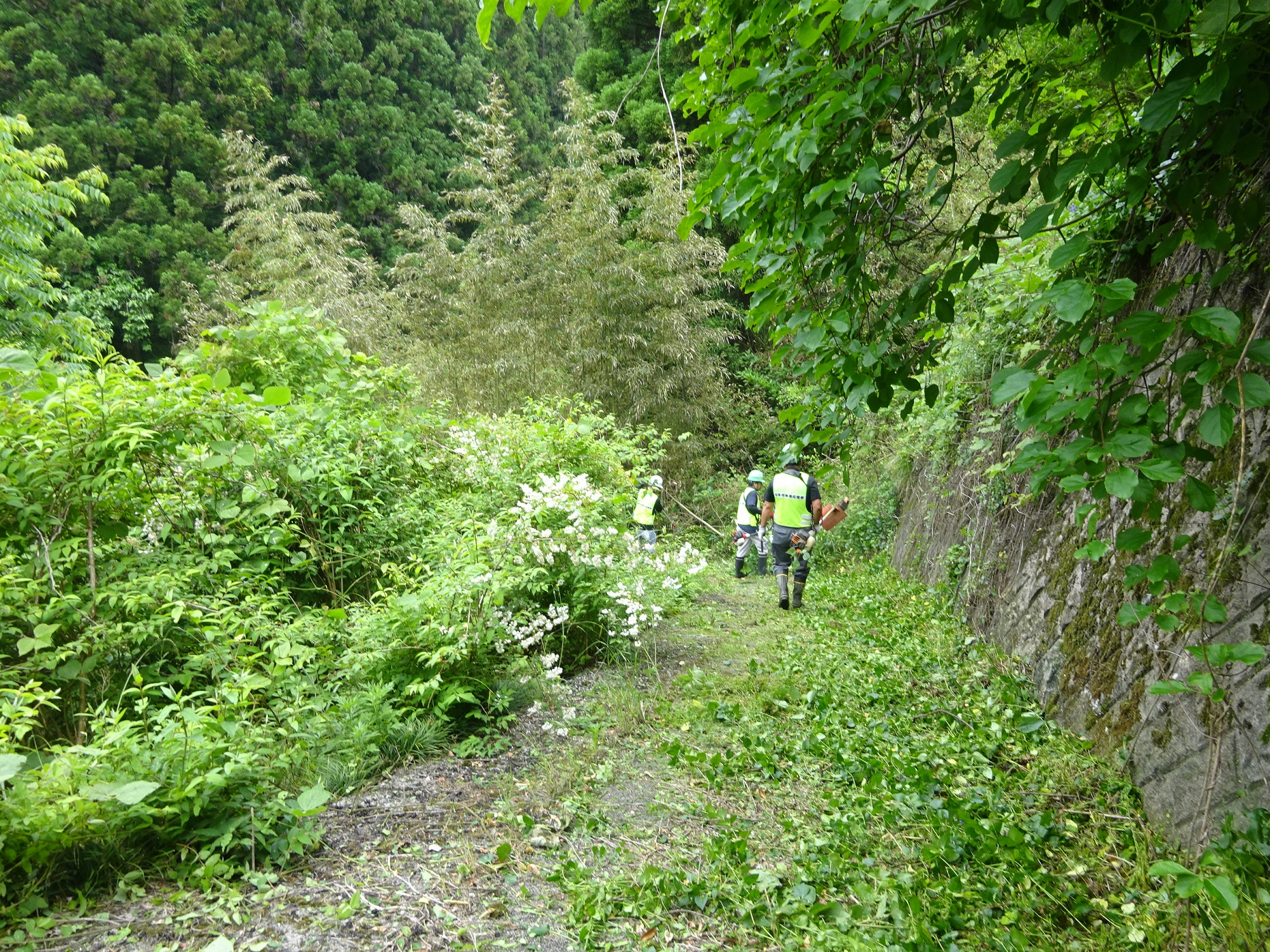 見田原草刈り４