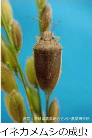イネカメムシの成虫の写真
