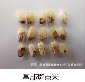 基部斑点米の写真