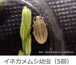イネカメムシ幼虫の写真