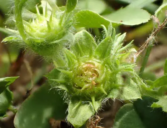 メリケントキンソウの花